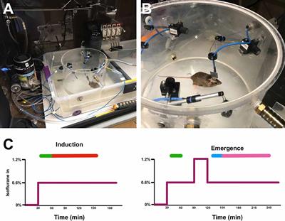 Electroencephalographic Evidence for Individual Neural Inertia in Mice That Decreases With Time